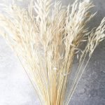 Dried Avena Sativa