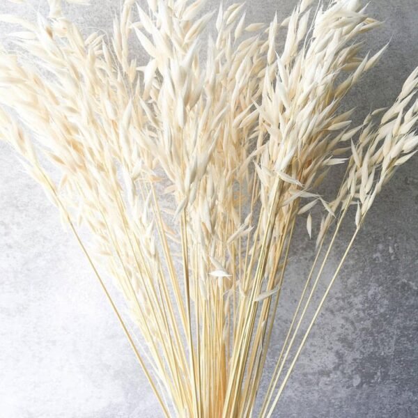 Dried Avena Sativa