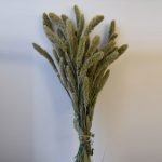Dried Setaria Pendula