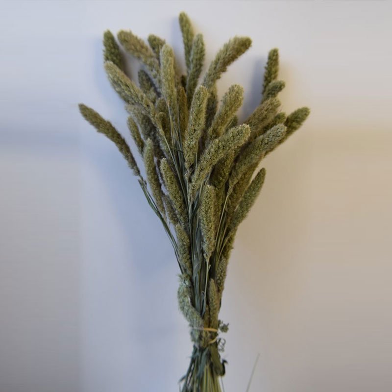 Dried Setaria Pendula Dried Setaria Pendula